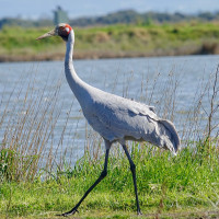 Brolga